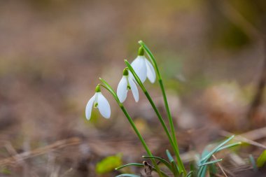 Snowdrop - Galanthus nivalis first spring flower. White flower with green leaves