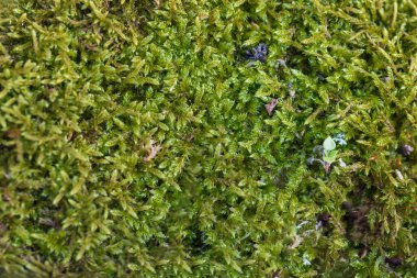 Ormanda yaşlı bir ağaç gövdesi yeşil yosunlarla kaplıdır..