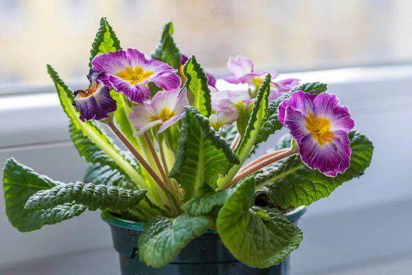 Primula, Primrose - Pencere kenarında küçük bir saksıda Primula vulgaris. Ev çiçeği dekorasyonu.