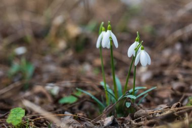Snowdrop - Galanthus nivalis first spring flower. White flower with green leaves