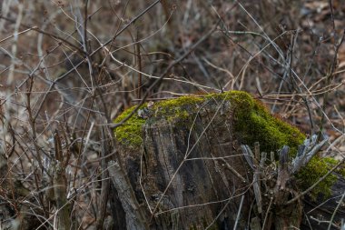 Ormanda yaşlı bir ağaç gövdesi yeşil yosunlarla kaplıdır..