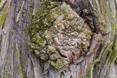Yuvarlak şekilli büyük bir ağacın tavuğu..
