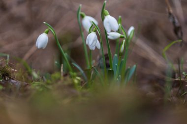 Snowdrop - Galanthus nivalis first spring flower. White flower with green leaves