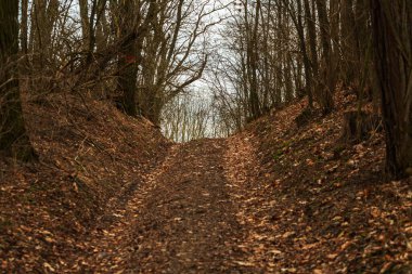 Tepenin üstünde ağaçların arasında bir orman yolu.