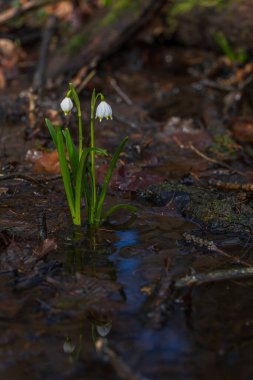 Bledule 'un bahar beyaz çiçeği - Leucojum vernum yeşil yapraklı sel baskını ormanında. Bahar çiçeği