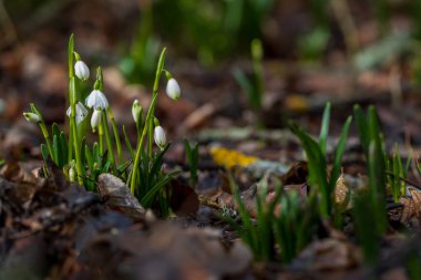 Bledule 'un bahar beyaz çiçeği - Leucojum vernum yeşil yapraklı sel baskını ormanında. Bahar çiçeği