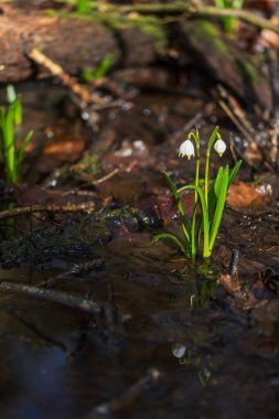 Bledule 'un bahar beyaz çiçeği - Leucojum vernum yeşil yapraklı sel baskını ormanında. Bahar çiçeği