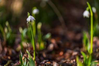 Bledule 'un bahar beyaz çiçeği - Leucojum vernum yeşil yapraklı sel baskını ormanında. Bahar çiçeği