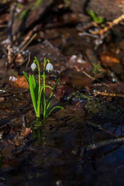 Bledule 'un bahar beyaz çiçeği - Leucojum vernum yeşil yapraklı sel baskını ormanında. Bahar çiçeği