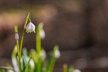 Bledule 'un bahar beyaz çiçeği - Leucojum vernum yeşil yapraklı sel baskını ormanında. Bahar çiçeği