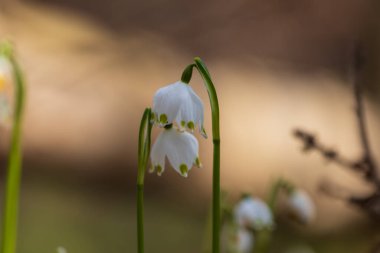 Bledule 'un bahar beyaz çiçeği - Leucojum vernum yeşil yapraklı sel baskını ormanında. Bahar çiçeği