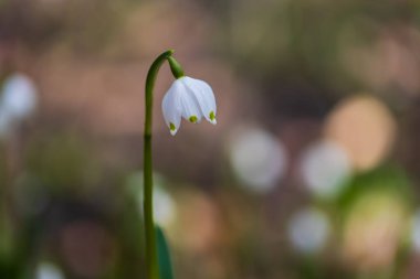 Bledule 'un bahar beyaz çiçeği - Leucojum vernum yeşil yapraklı sel baskını ormanında. Bahar çiçeği