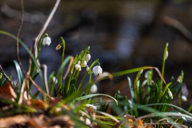 Bledule 'un bahar beyaz çiçeği - Leucojum vernum yeşil yapraklı sel baskını ormanında. Bahar çiçeği