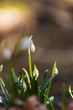 Bledule 'un bahar beyaz çiçeği - Leucojum vernum yeşil yapraklı sel baskını ormanında. Bahar çiçeği