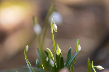Bledule 'un bahar beyaz çiçeği - Leucojum vernum yeşil yapraklı sel baskını ormanında. Bahar çiçeği