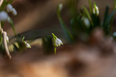 Bledule 'un bahar beyaz çiçeği - Leucojum vernum yeşil yapraklı sel baskını ormanında. Bahar çiçeği