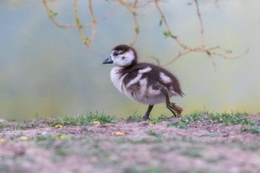 Çok küçük bir ördek çayırda yürüyor. Fotoğrafın arka planı hafif ve güzel bir bokeh..