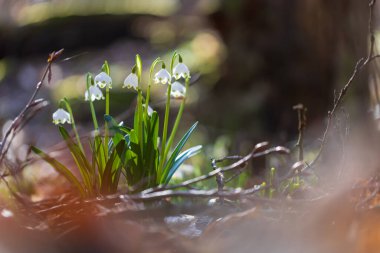 Bledule 'un bahar beyaz çiçeği - Leucojum vernum yeşil yapraklı sel baskını ormanında. Bahar çiçeği