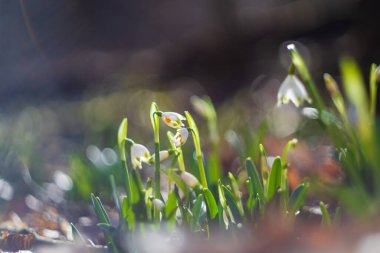 Bledule 'un bahar beyaz çiçeği - Leucojum vernum yeşil yapraklı sel baskını ormanında. Bahar çiçeği