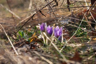 Bahar çiçekleri Pulsatilla Grandis bir çayırda. Çayırdaki mor çiçekler, güzel bir bokeh ile ve güneşi arka planda bırakıyor..