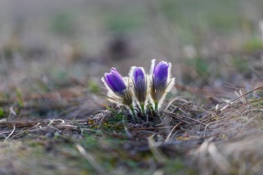 Bahar çiçekleri Pulsatilla Grandis bir çayırda. Çayırdaki mor çiçekler, güzel bir bokeh ile ve güneşi arka planda bırakıyor..