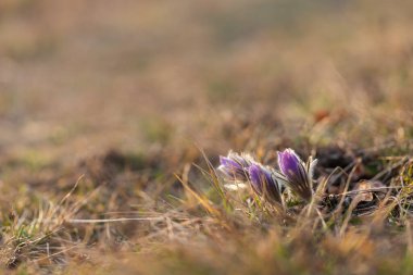 Bahar çiçekleri Pulsatilla Grandis bir çayırda. Çayırdaki mor çiçekler, güzel bir bokeh ile ve güneşi arka planda bırakıyor..