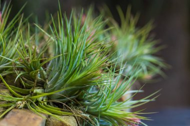 Güzel renkli orkide çiçeği. Güzel bir fotograf.