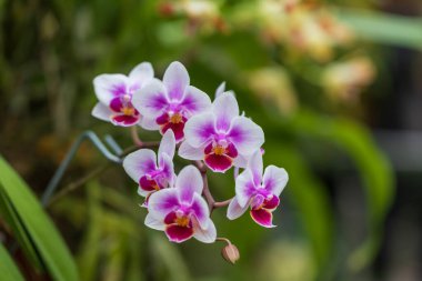 Güzel renkli orkide çiçeği. Güzel bir fotograf.