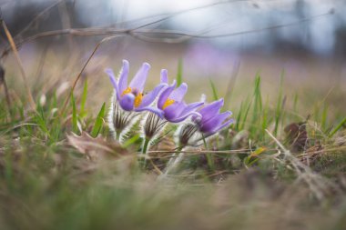 Çayırdaki güzel mor bahar çiçeği Pulsatilla Grandis. Eski bir lens ve aynasız bir kamerayla çekilmiş.