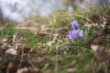 Çayırdaki güzel mor bahar çiçeği Pulsatilla Grandis. Eski bir lens ve aynasız bir kamerayla çekilmiş.