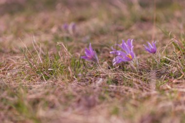 Çayırdaki güzel mor bahar çiçeği Pulsatilla grandis. 
