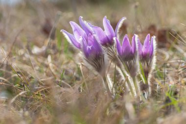 Çayırdaki güzel mor bahar çiçeği Pulsatilla grandis. 