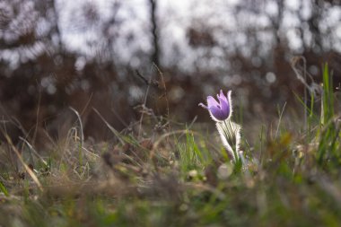 Çayırdaki güzel mor bahar çiçeği Pulsatilla grandis. 