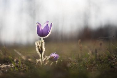 Çayırdaki güzel mor bahar çiçeği Pulsatilla grandis. 