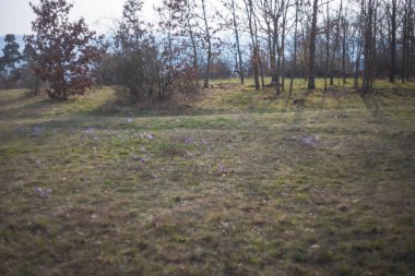 Çayırdaki güzel mor bahar çiçeği Pulsatilla grandis. 