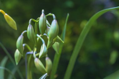 Güzel renkli orkide çiçeği. Güzel bir fotograf.
