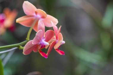 Güzel renkli orkide çiçeği. Güzel bir fotograf.