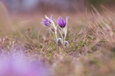 Çayırdaki güzel mor bahar çiçeği Pulsatilla grandis. 