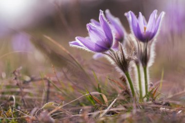 Çayırdaki güzel mor bahar çiçeği Pulsatilla grandis. 