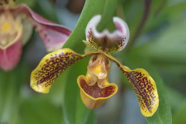 Красивый Красочный Цветок Орхидеи Фото Красивым Боке — стоковое фото