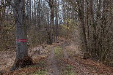 Bahar ormanı manzarası. Ormandaki ağaçlar yol boyunca uzanır..