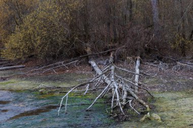 Bahar manzarası. Kurumuş gölet. Kıyıda devrilmiş ağaçlar var..