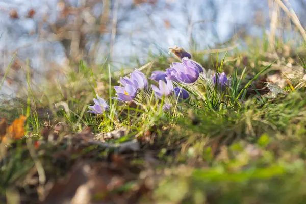 Çayırdaki güzel mor bahar çiçeği Pulsatilla grandis. 