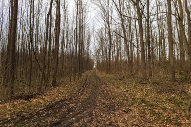 Bahar ormanı manzarası. Ormandaki ağaçlar yol boyunca uzanır..