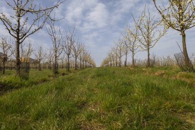 Güzel erik bahçesi. Ağaçlarda beyaz çiçekler var. Ağaçların arasında yeşil çimen var. Gökyüzü mavi.
