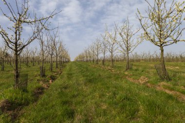 Güzel erik bahçesi. Ağaçlarda beyaz çiçekler var. Ağaçların arasında yeşil çimen var. Gökyüzü mavi.