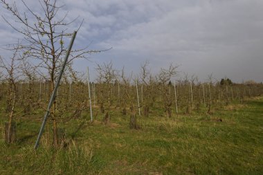 Güzel erik bahçesi. Ağaçlarda beyaz çiçekler var. Ağaçların arasında yeşil çimen var. Gökyüzü mavi.