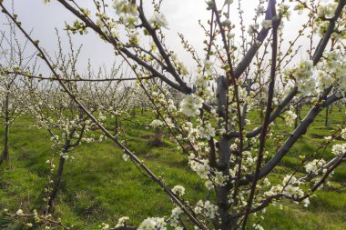 Güzel erik bahçesi. Ağaçlarda beyaz çiçekler var. Ağaçların arasında yeşil çimen var. Gökyüzü mavi.