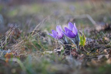 Çayırdaki güzel mor bahar çiçeği Pulsatilla grandis. 