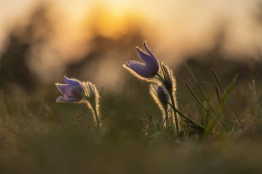 Çayırdaki güzel mor bahar çiçeği Pulsatilla grandis. 